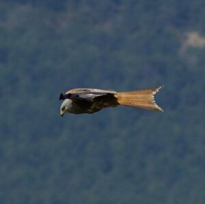 Red Kite