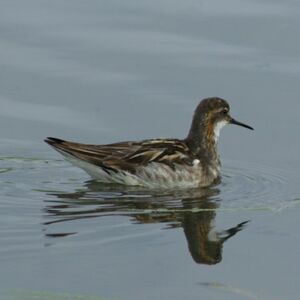 Phalarope � bec �troit 
&copy; Fr�d�ric Malvaud