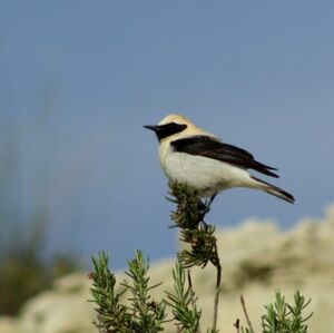 Black-eared Wheatear 
&copy; Fr�d�ric Malvaud