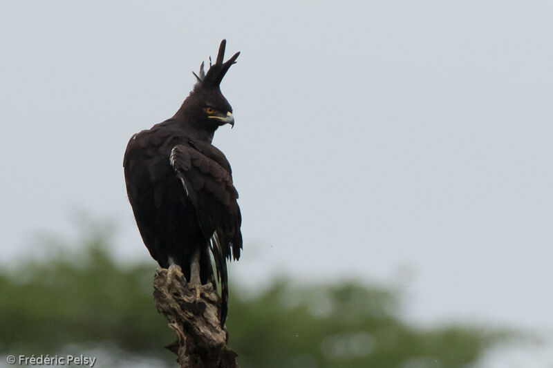 Long-crested Eagle male adult, pigmentation