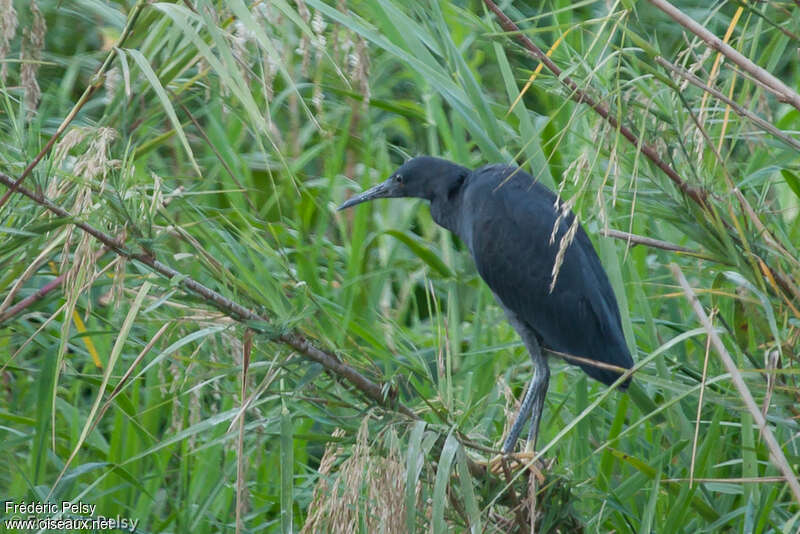 Black Heronjuvenile, identification
