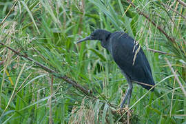 Black Heron