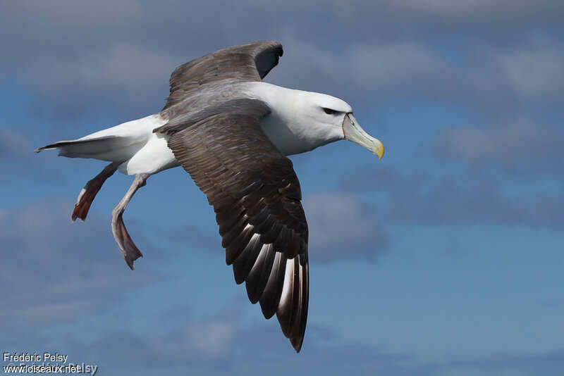 Albatros à cape blancheadulte, pigmentation, Vol