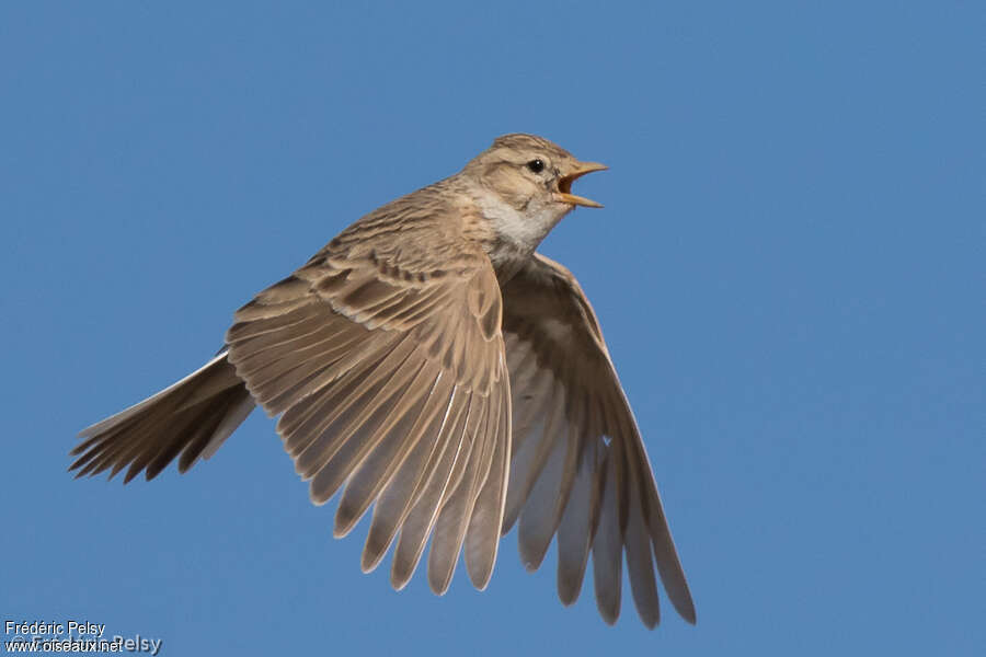 Asian Short-toed Lark male adult, Flight, song