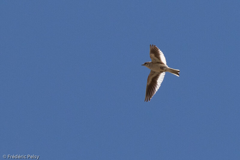 White-winged Lark, Flight