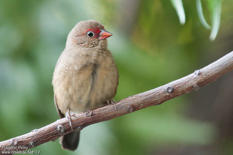 Red-billed Firefinch female adult, close-up portrait