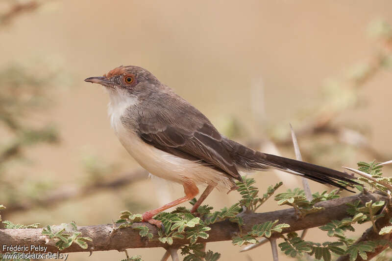 Red-fronted Priniaadult, pigmentation