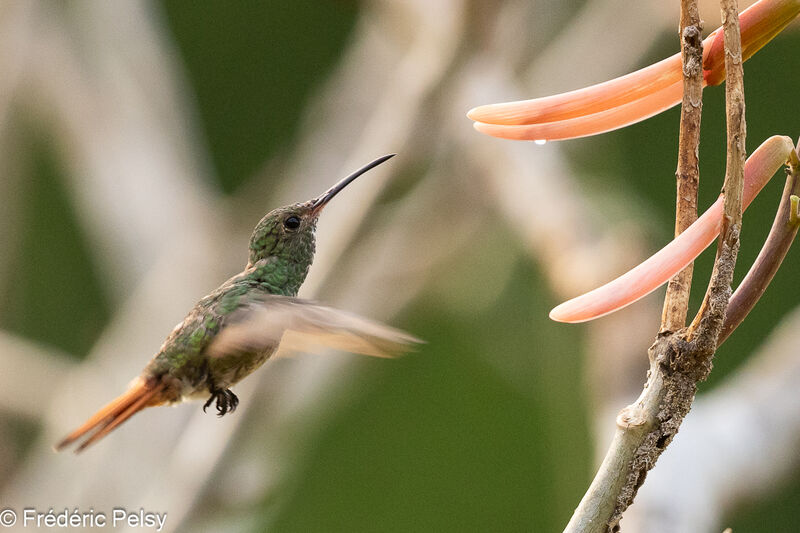 Rufous-tailed Hummingbird, Flight