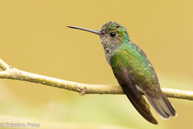 Charming Hummingbird