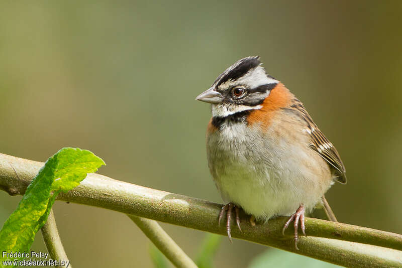 Rufous-collared Sparrow, Behaviour