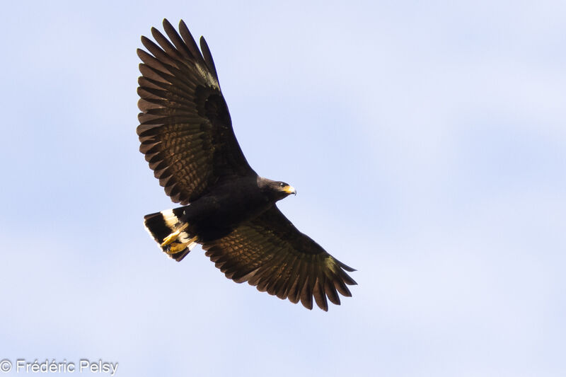 Common Black Hawk, Flight