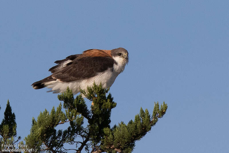Variable Hawk female adult, identification