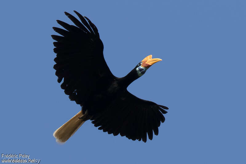 Knobbed Hornbill female adult, Flight