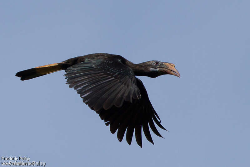 Mindanao Hornbill female adult