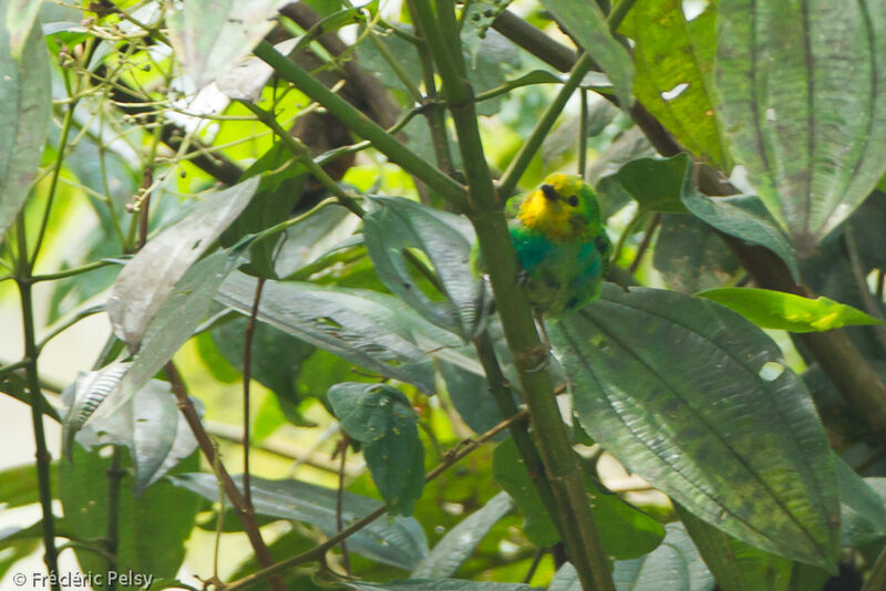 Multicolored Tanager male immature