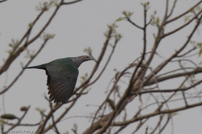 Green Imperial Pigeon, Flight