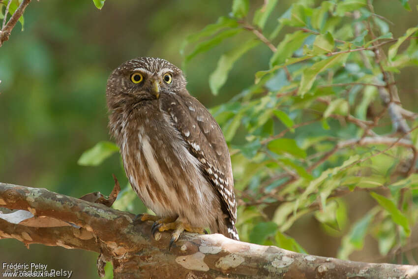 Ferruginous Pygmy Owladult, identification