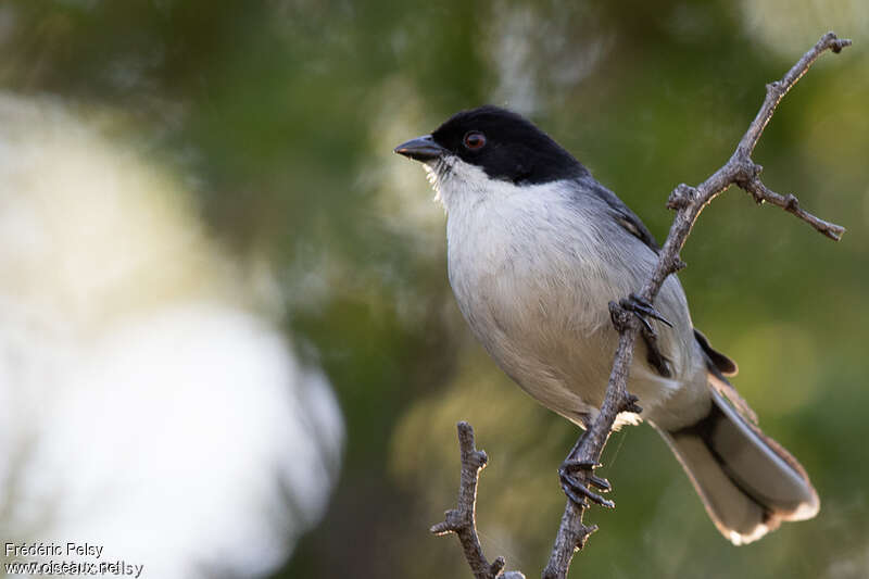 Black-capped Warbling Finchadult, identification
