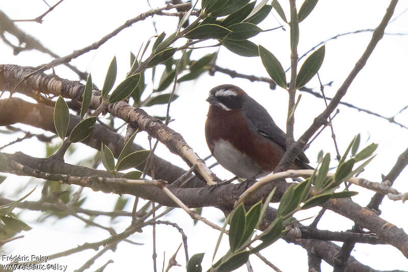 Black-and-chestnut Warbling Finchadult, identification