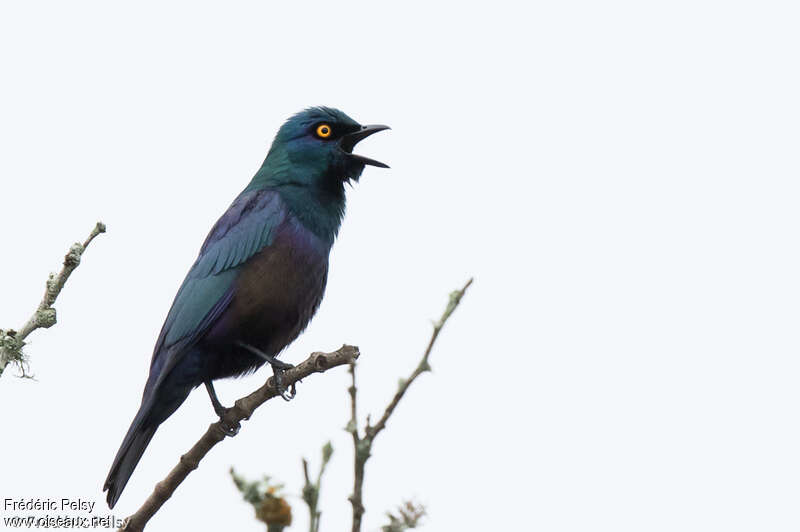 Black-bellied Starling male adult, song