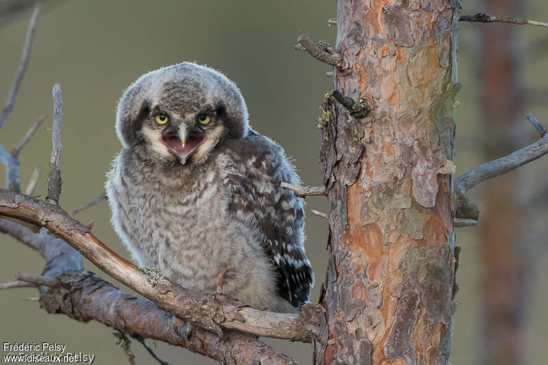 Northern Hawk-Owljuvenile