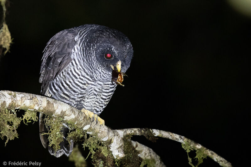 Black-banded Owl, eats
