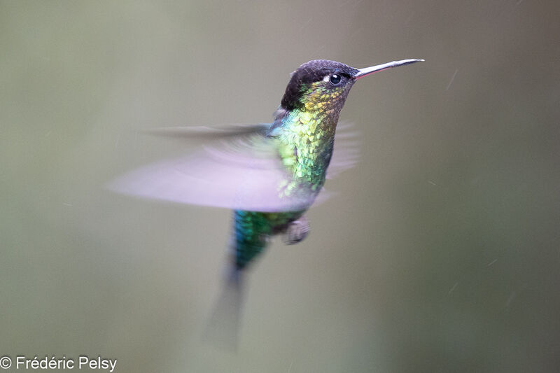 Fiery-throated Hummingbird, Flight