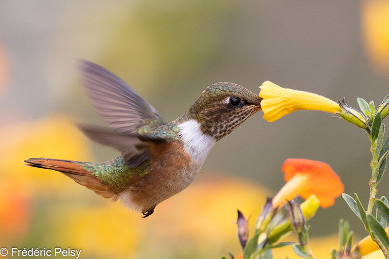 Scintillant Hummingbird female, Flight, eats