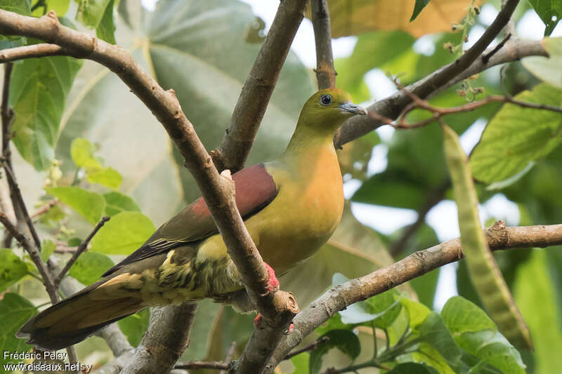 Wedge-tailed Green Pigeon male adult