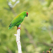 Great Hanging Parrot