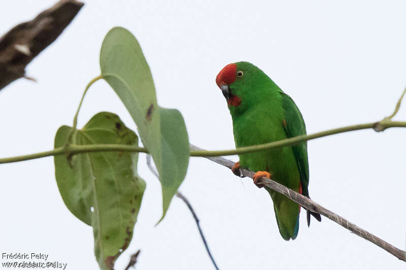 Moluccan Hanging Parrot male adult, identification