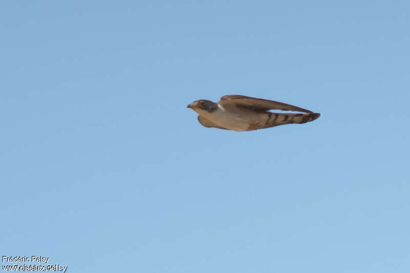 Thick-billed Cuckoo, Flight