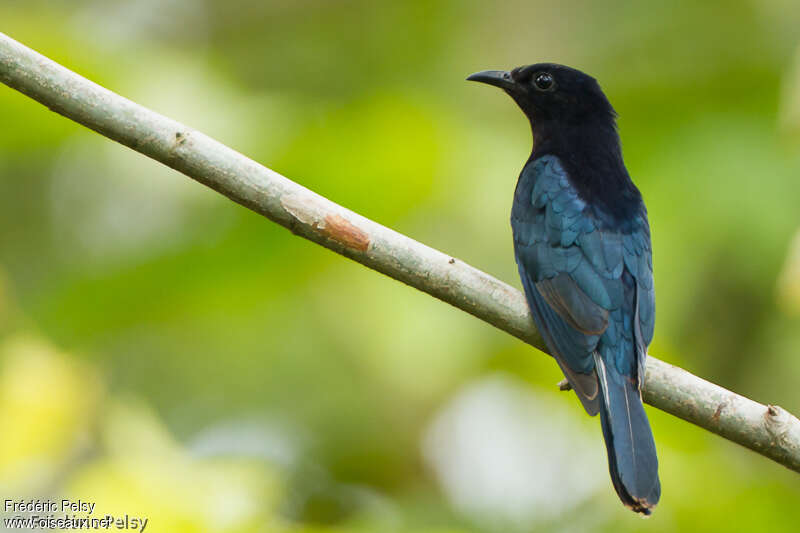 Square-tailed Drongo-Cuckooadult