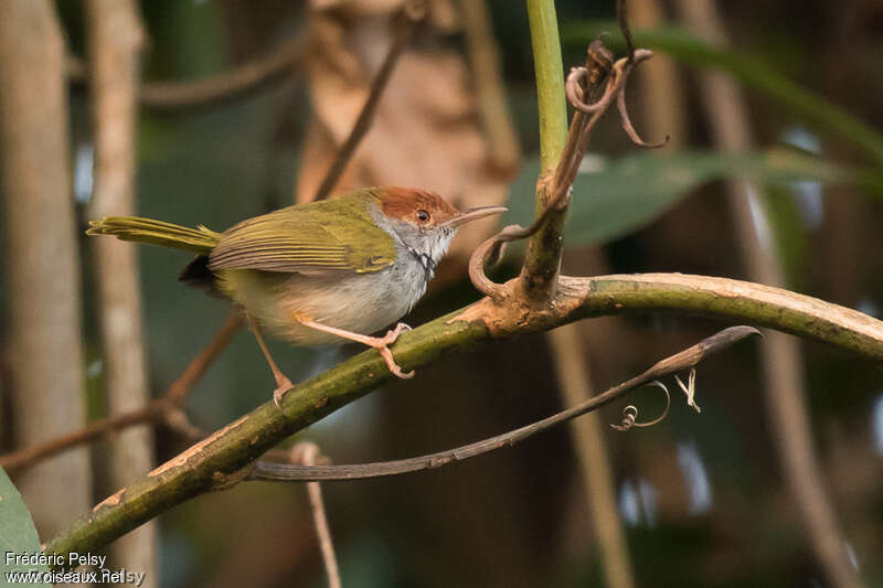 Dark-necked Tailorbird male adult post breeding, identification
