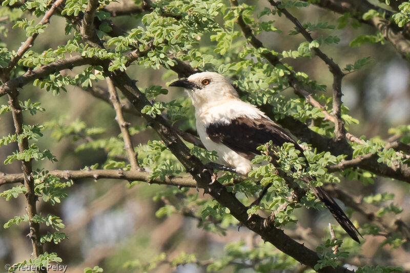 Southern Pied Babbleradult