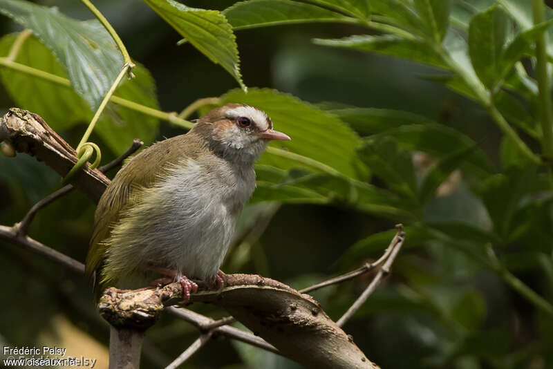 White-browed Crombec, identification