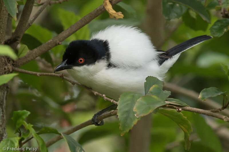 Black-backed Puffback male adult, courting display