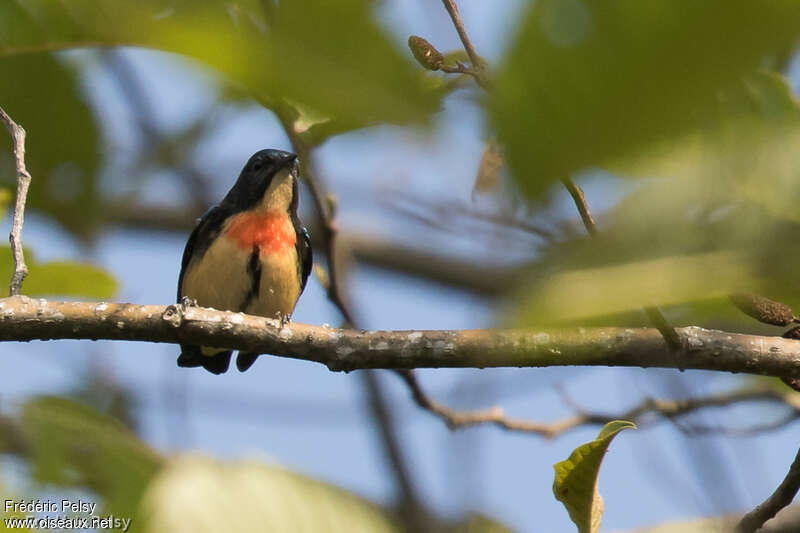 Fire-breasted Flowerpecker male adult, close-up portrait
