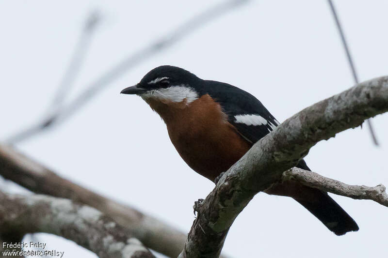 Rufous-bellied Triller male adult, identification