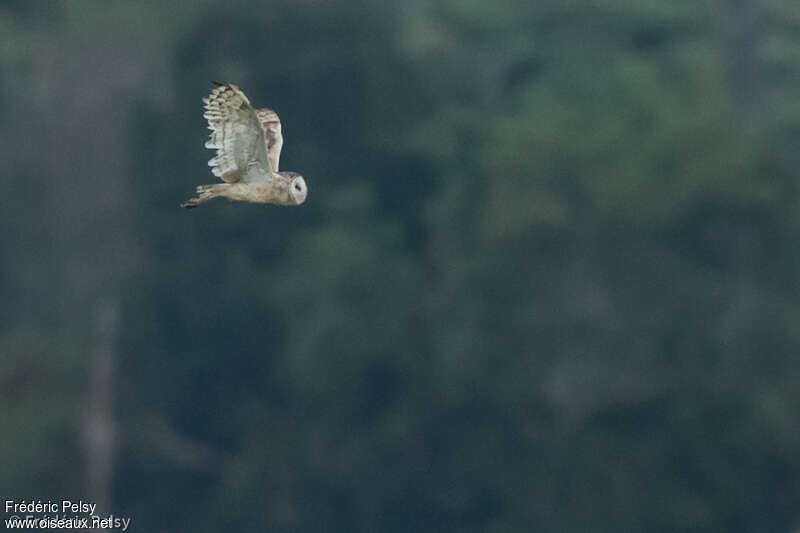 Eastern Grass Owl, Flight