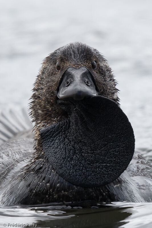 Musk Duck male adult, courting display