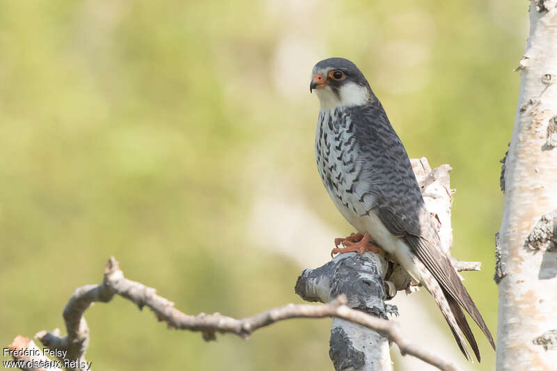 Amur Falcon female adult breeding, identification