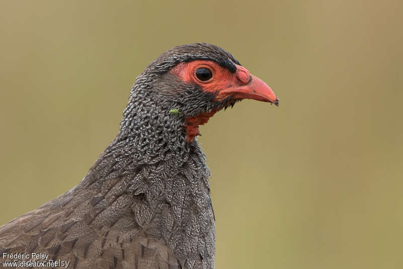 Red-necked Spurfowladult, close-up portrait