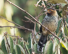 Spotted Laughingthrush