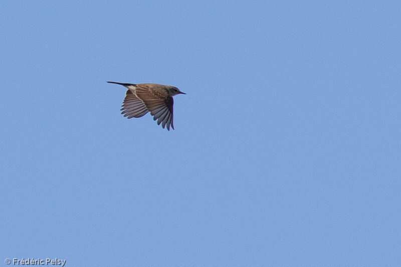 Lesser Shrike-Tyrant, Flight