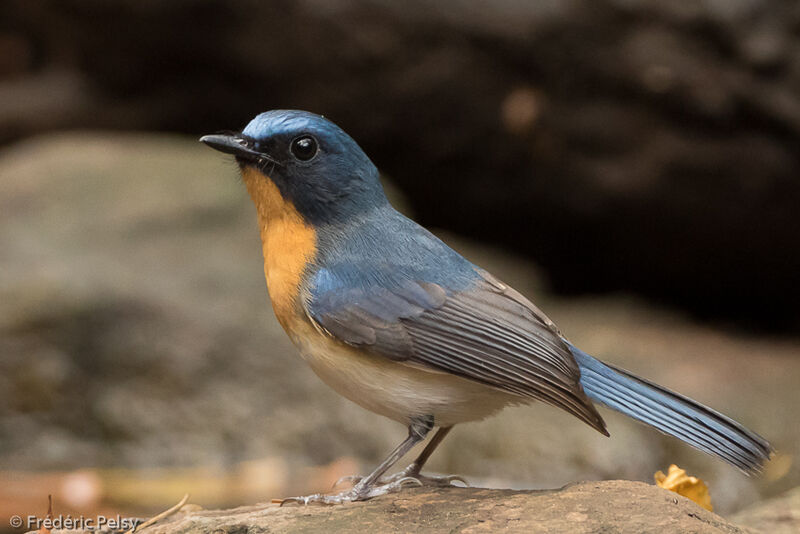 Indochinese Blue Flycatcher male adult, identification, aspect