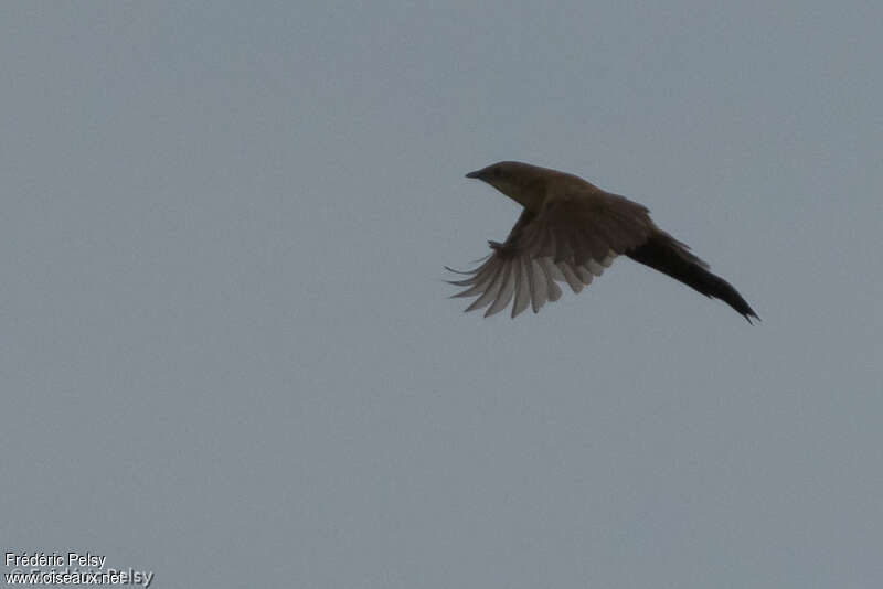 Fan-tailed Grassbird, Flight, Behaviour