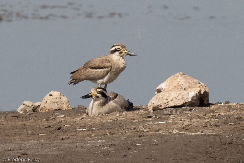 Great Stone-curlew