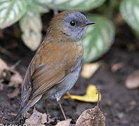 Black-billed Nightingale-Thrush