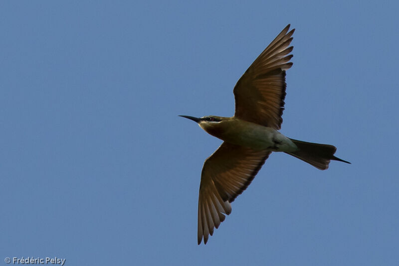 Blue-tailed Bee-eater, Flight
